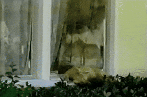 1000058013.gif