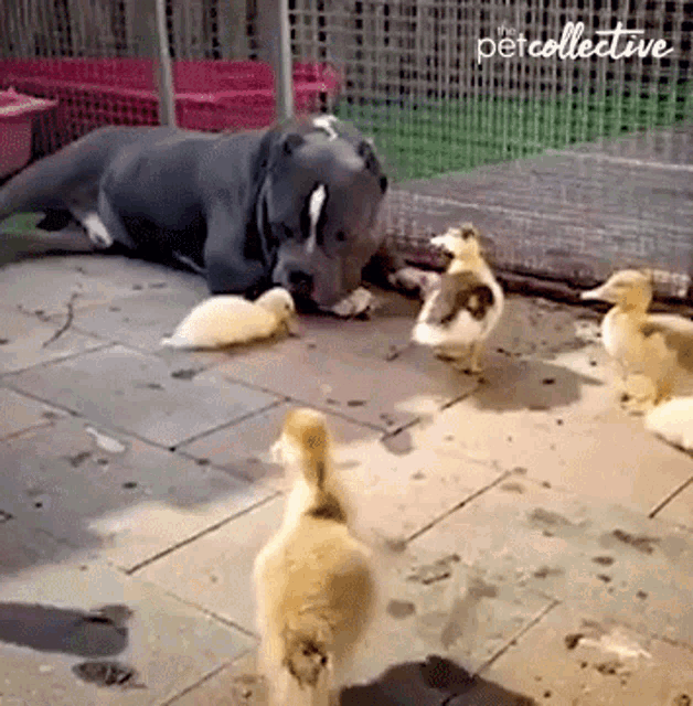approaching-the-dog-the-pet-collective.gif