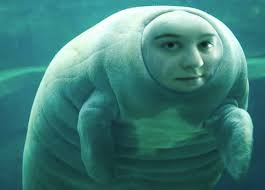 Ashley Hutsell manatee (1).png
