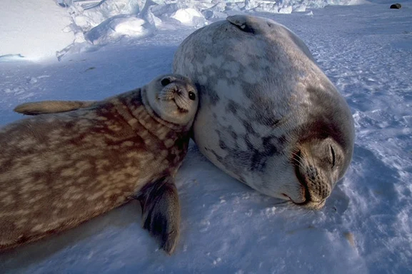 aweddellseal.jpg