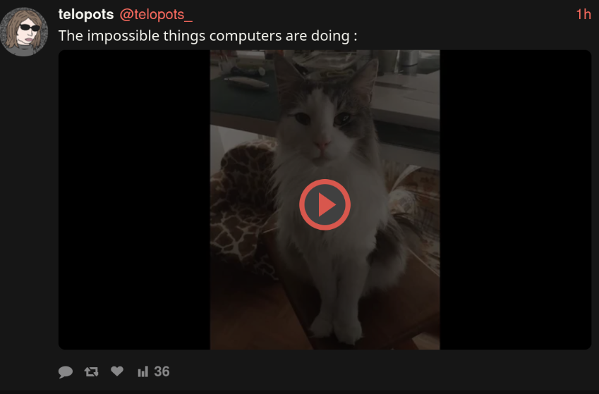 cat.png