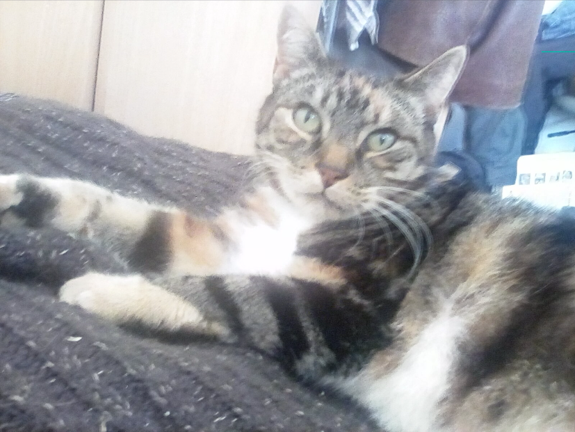 cat.png