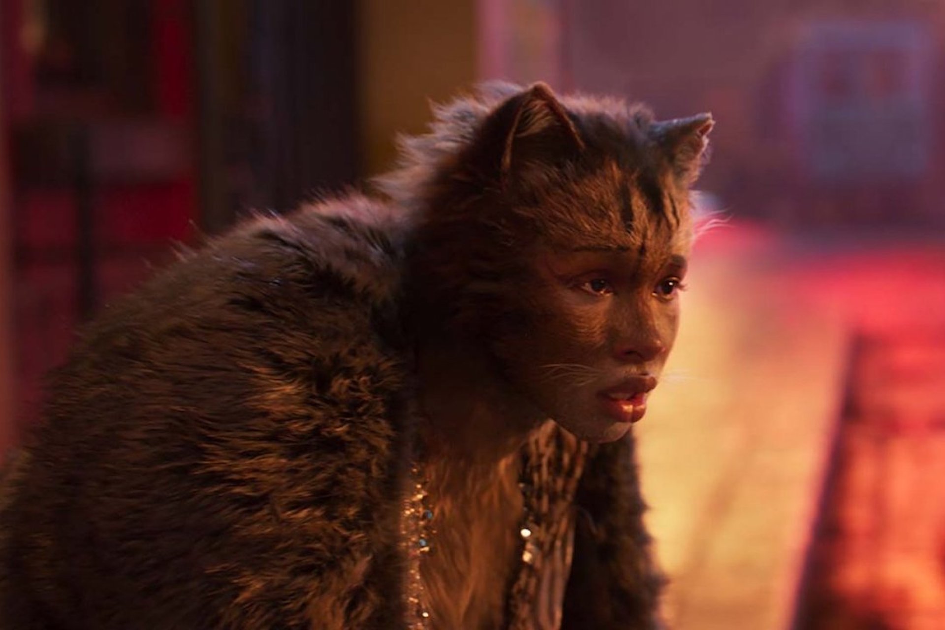 cats_universal.jpg