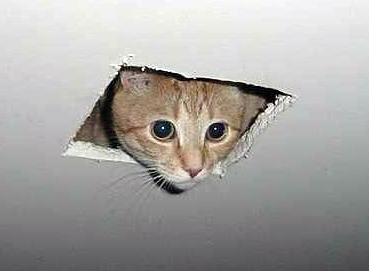 ceiling-cat-meme.jpg