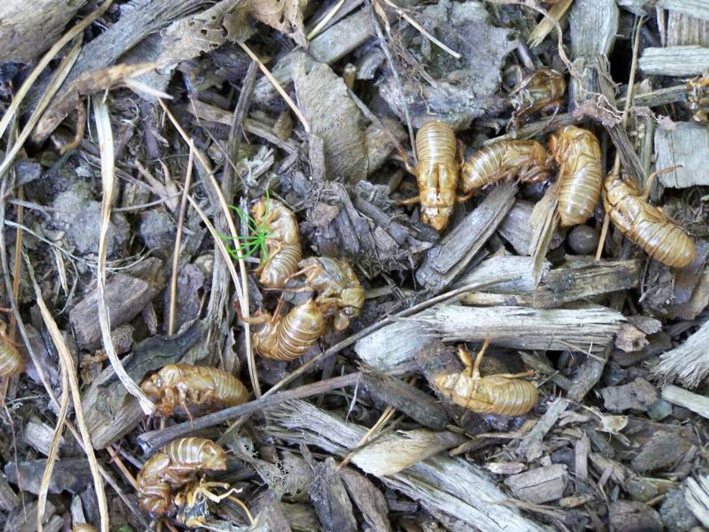 cicada-shells.jpg