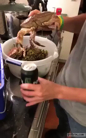 crab-opens-a-beer.gif