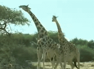 Giraffes fighting.gif