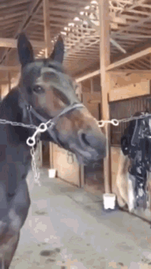 horse-derp.gif
