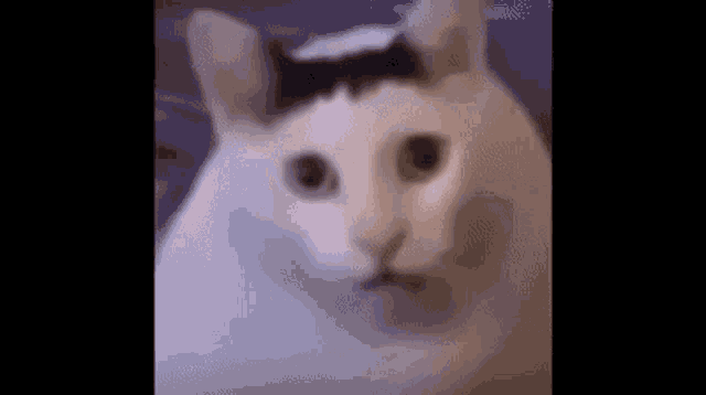 huh-huh-cat.gif