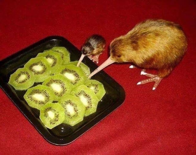 kiwi-cannibalism-v0-s0xmf0q1sz191.jpg