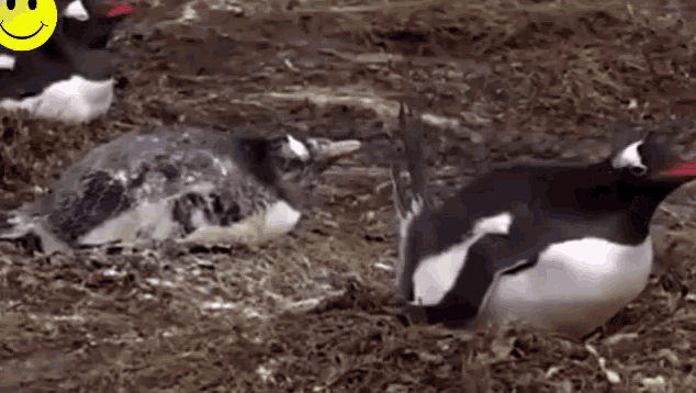 penguins-shit.gif