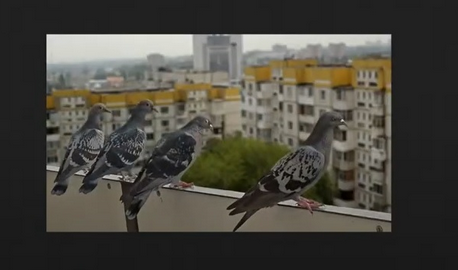 pigeons2.png