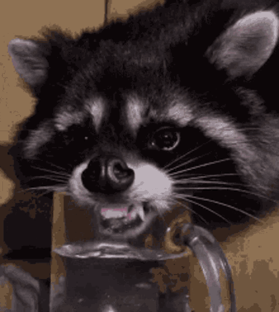 raccoon-licks.gif