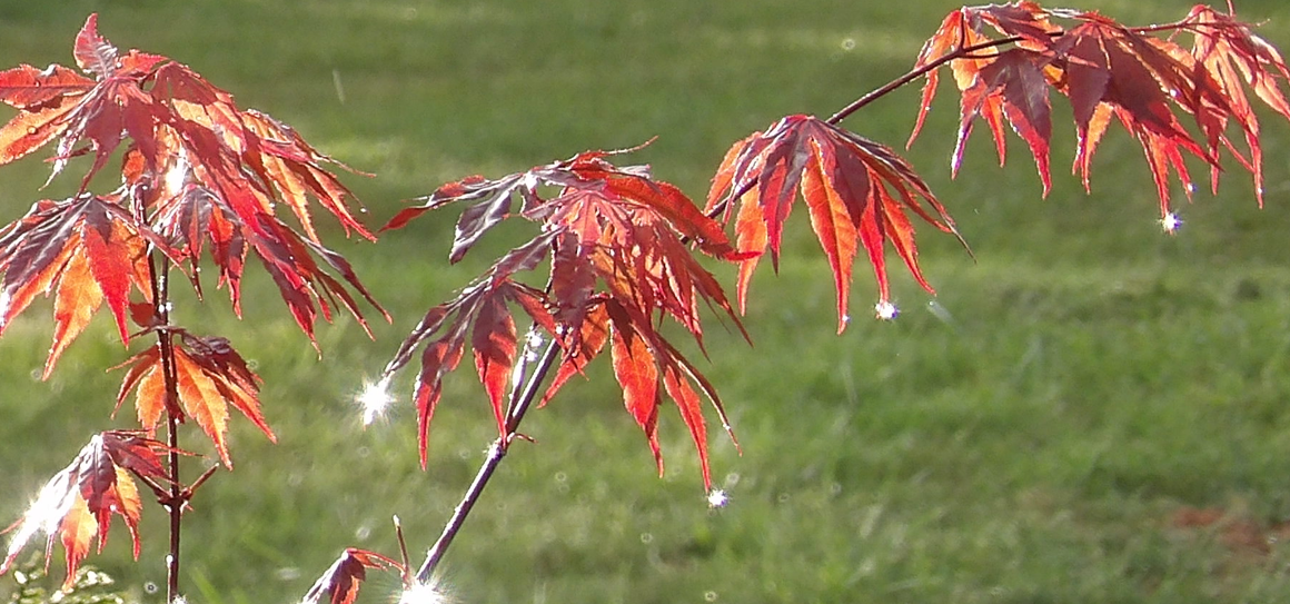 Red Japanese Maple During Shower .png