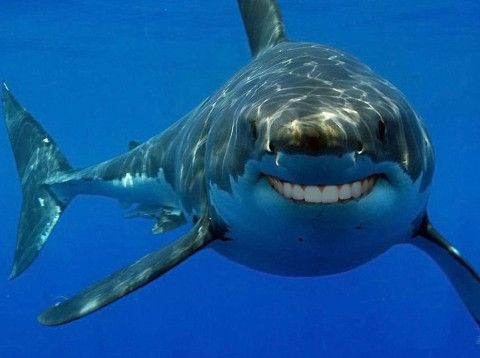 shark-with-human-teeth.jpg