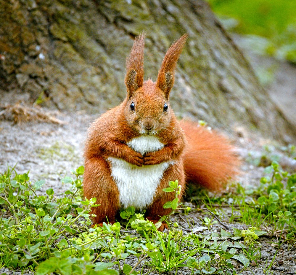 Squirrel_(17026400639).jpg