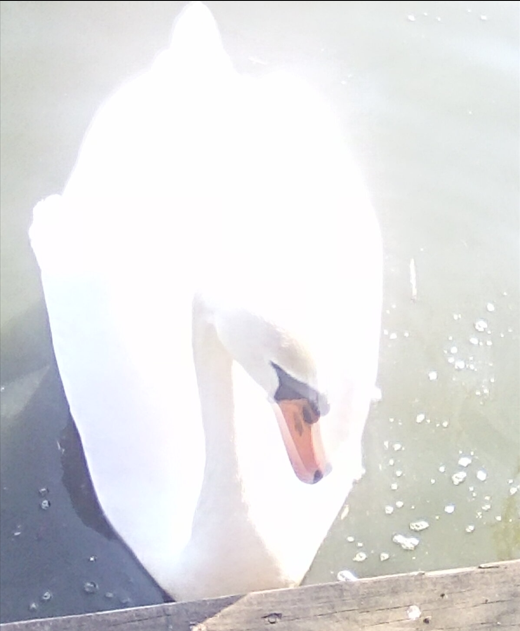 swan.png