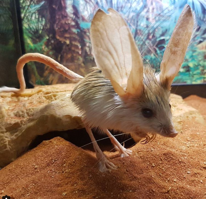 the-long-eared-jerboa-is-a-nocturnal-mouse-like-rodent.png