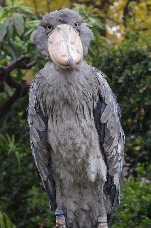 this-shoe-billed-stork-looks-like-a-person-in-a-bird-suit-v0-odb3os6mwdua1.jpg
