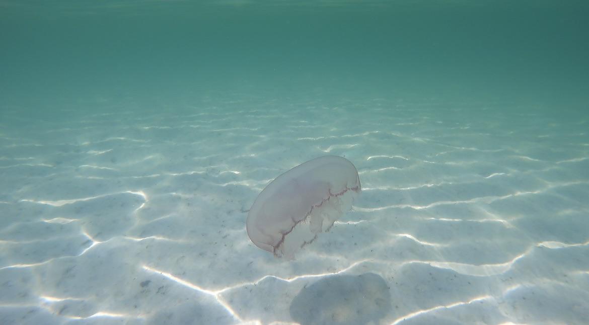 what-is-this-jellyfish-theyve-been-all-over-panama-city-v0-2dbebnjpwyhb1.jpg