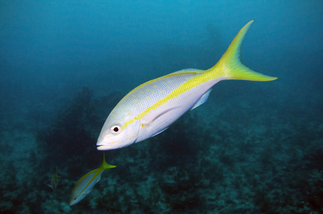 yellowtail-snapper.png