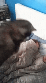 husky-wakeup.gif