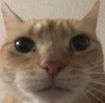 my mfw when having to now hear you cope and sneed.jpg