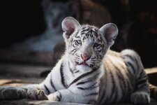 kitten-white-tiger-cute-very-unique-245650953.jpg