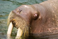 640px-Walrus_-_Kamogawa_Seaworld_-_1.jpeg 640px-Walrus_-_Kamogawa_Seaworld_-_1.jpeg
