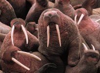 640px-Walrus2.jpeg 640px-Walrus2.jpeg