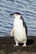 South_Shetland-2016-Deception_Island–Chinstrap_penguin_(Pygoscelis_antarctica)_04.jpg