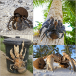 the-coconut-crab-is-the-largest-land-dwelling-arthropod-in-v0-s76kvskg83ja1 (1).png