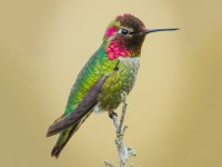 ruby-throated-hummingbird-large.jpg