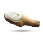 geoduck.png