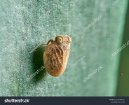 stock-photo-issid-planthoppers-insect-family-issidae-2216846453.jpg