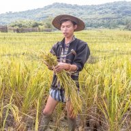 Laotian Rice Farmer