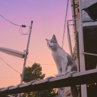 Gray and Pink Theme Respecter