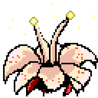Lotus Flower