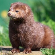 Menacing Mink