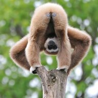 Waning Gibbon