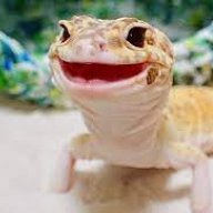 consider lizards