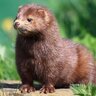 Menacing Mink