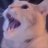 Cat_Jpeg