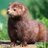 Menacing Mink