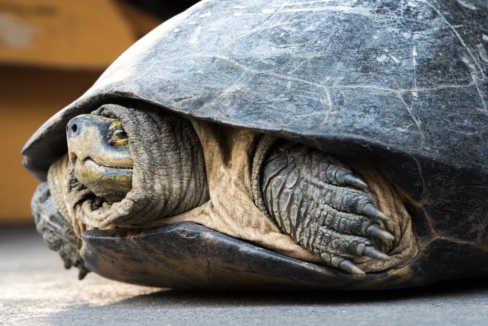 turtle-hiding.jpg