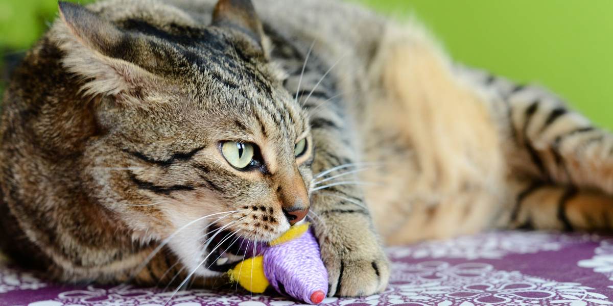 cats.com