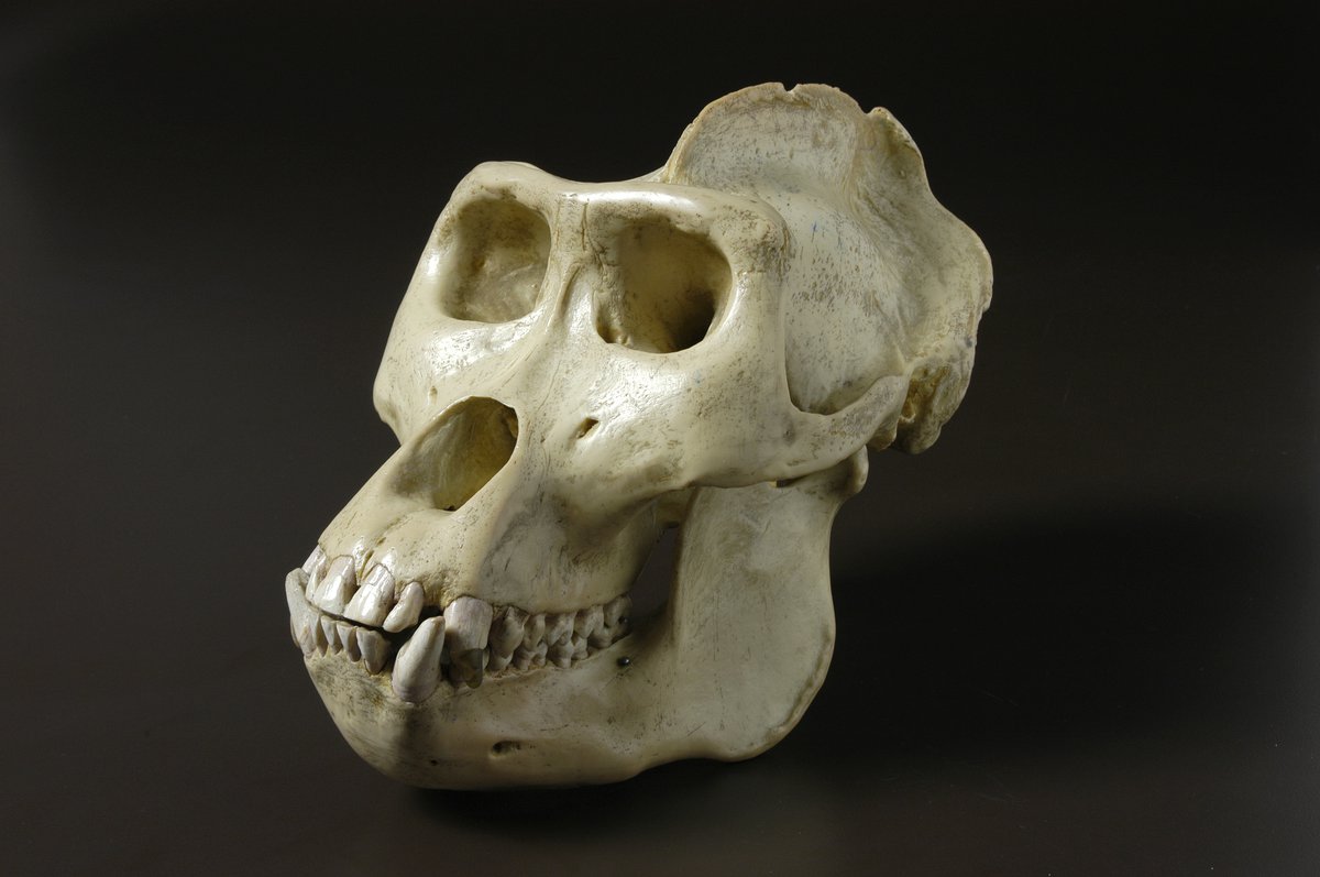 australian.museum